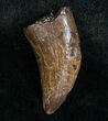 Inch Nanotyrannus Tooth - South Dakota #4543-1